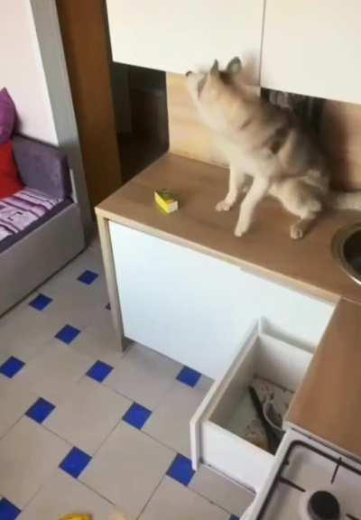 Кот на максималках