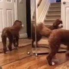 Dog versus mirror