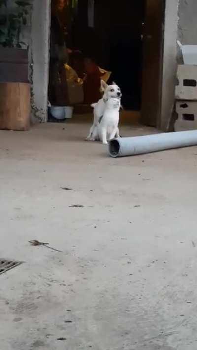 must be something in the air