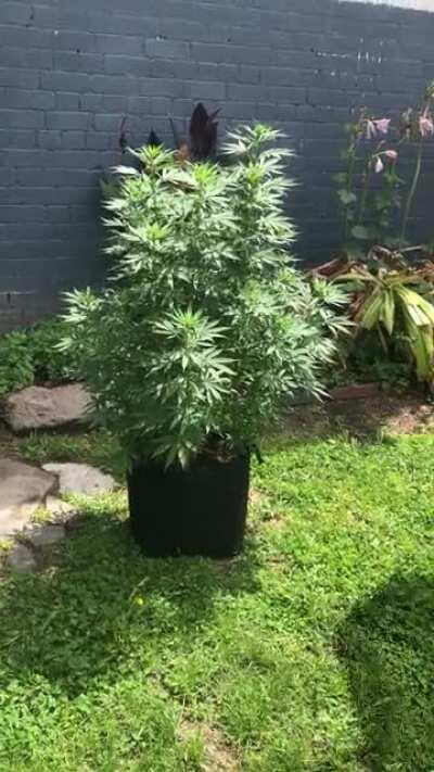 When your plant turns herm