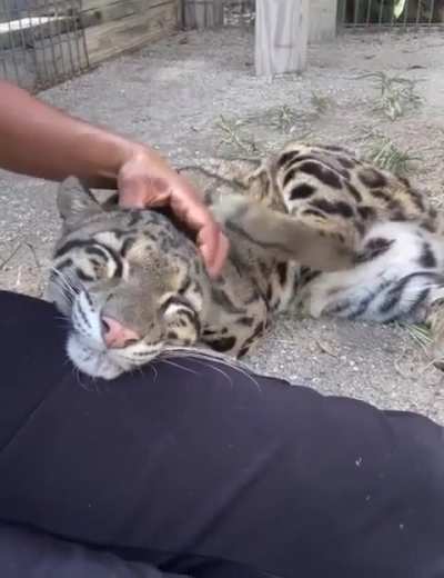 them good scritches