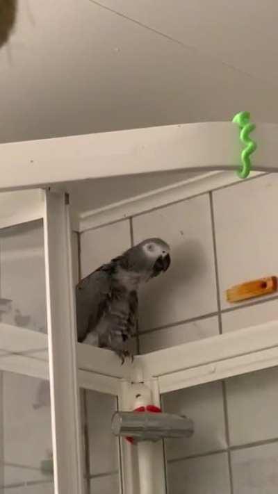 ✨🪶🎼Finally Gumbo is comfortable enough to sing his freestyle gibberish while I’m filming him