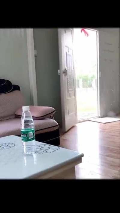 This dog demolished my house