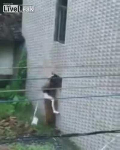 WCGW Sneaking out of a second floor window