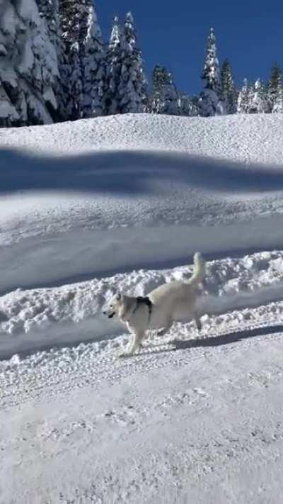 So excited to see the snow he can't stop prancing around