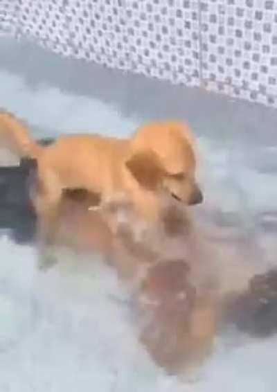 Man’s best friend.