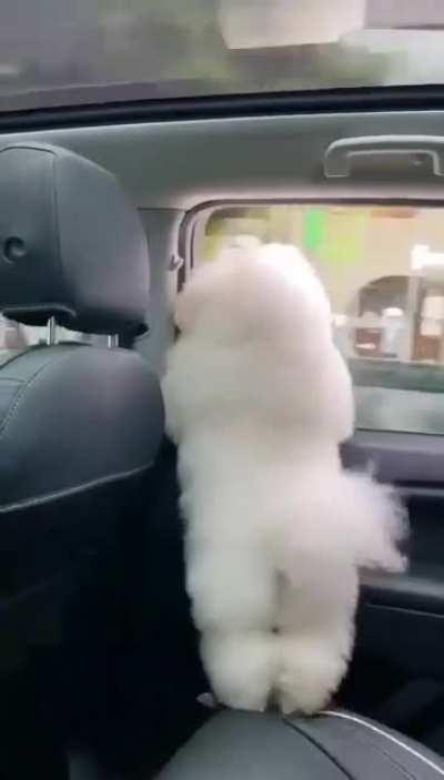 Best belly dancer in town