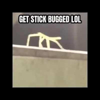 All 13 memes in 1 video.