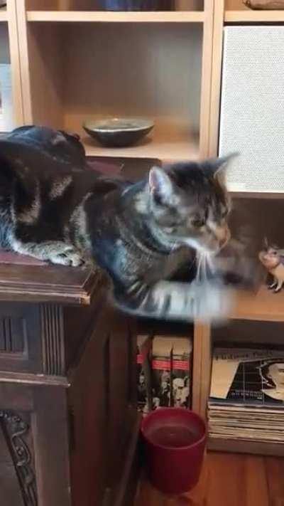 What’s my cat doing?