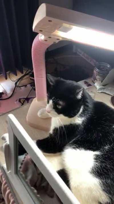 Мои хозяева - идиоты!