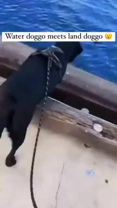 Dogs vs Seal aka Tony vs Ezekiel