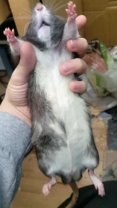 Meet bob. Passion : big stretches.