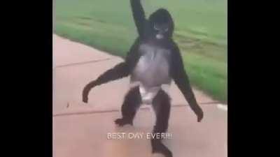 Reminder for xqc to celebrate Fonky Monky Friday!