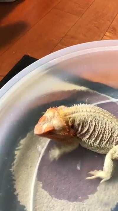 Poor girl was so itchy during shedding season! Does anyone else’s beardie use their leg to scratch their head like a dog?