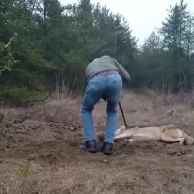 Saving a wolf