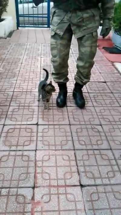 Most innocent cat in turkey 🇹🇷