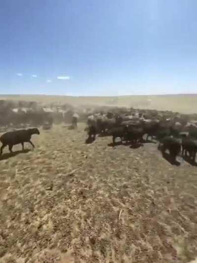 Just a quick nap, no one will notice...