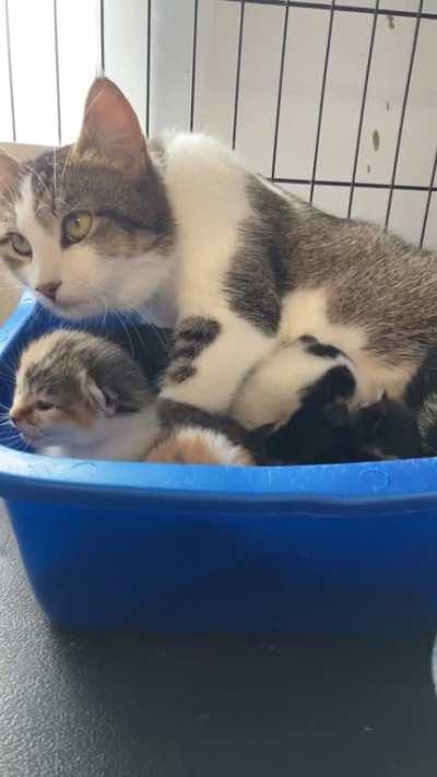 Mama and her potatos