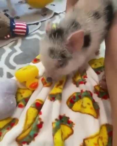 Playtime zoomies with a brief pause for scritches