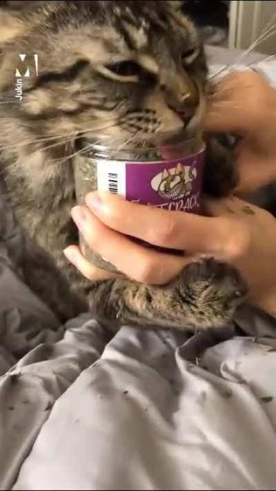 Cat won't let go of the addictive catnip
