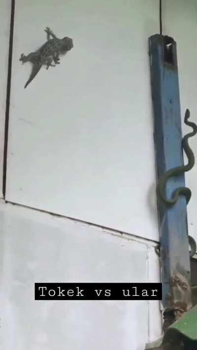 🔥Snake and tokay gecko fighting