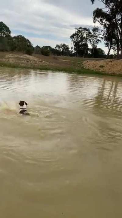 Not all dogs are natural swimmers