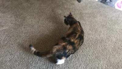 Callie’s sweet squeaks