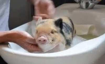 Piglet being washed