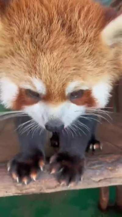 Red Panda enjoying his treats