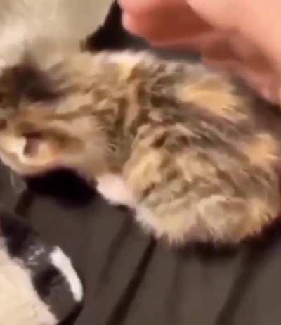 smAll kiTteN HOrrIBlY ASAuLteD bY owNER, cRIEs IN PAin