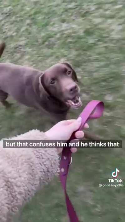 quando a revolução dos dogs chegar, todos farão isso