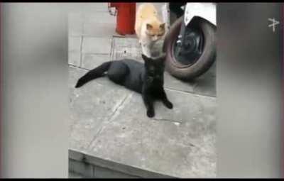 Cat caught cheating :)