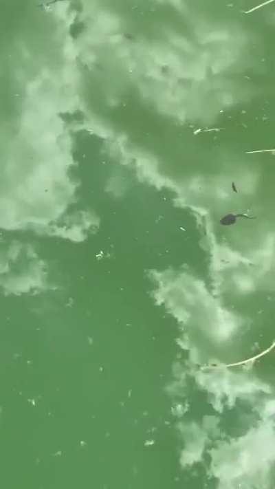 We hadn’t opened our pool in three years, but decided we will this year as it has become an eco-system all in itself. (Tadpoles transferred to nearby ACTUAL pond)