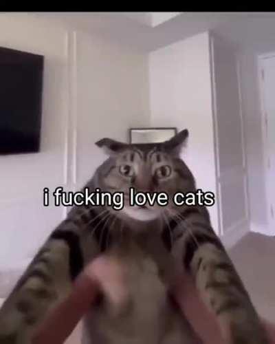 i love cats, expecially the fat ones