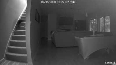 Our cat forgets where the stairs are sometimes