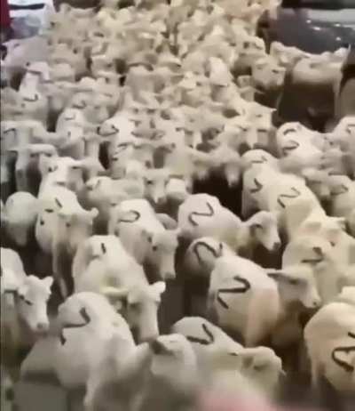 The Troops are Assembling