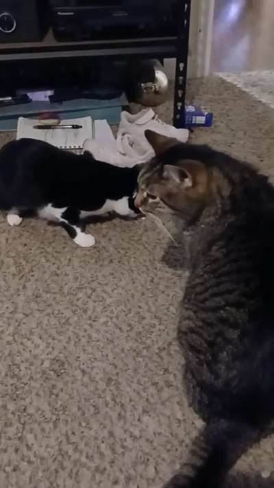 That wasn't nice Cosmo,lol.