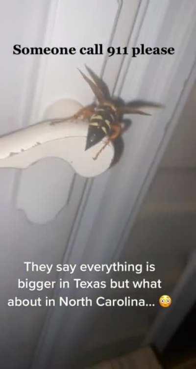 Thanks I hate this bug and how it's the size of my fucking thumb