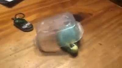 The robbery plan is as reliable as a Swiss watch