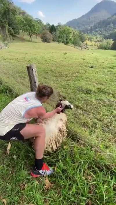 Honey Badger to the rescue! That little ‘baaa’ at the end was definitely a ‘thanks mate’ (Via Nick ‘Honey Badger’ Cummins)
