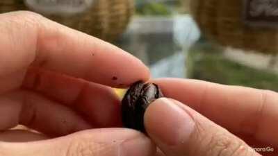 Making chocolate from scratch