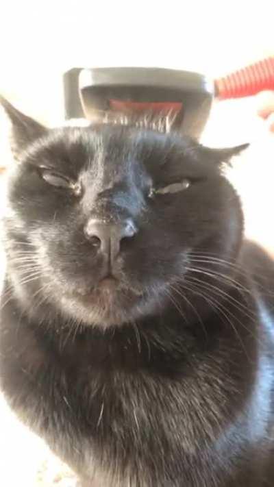 sound up for angry cat noises