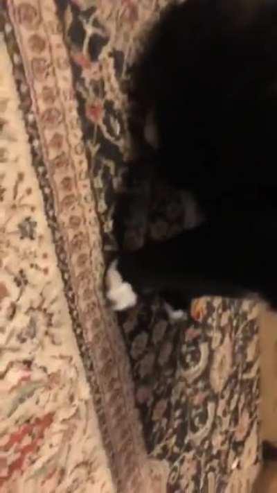 My big boy got spooked over nothing :)