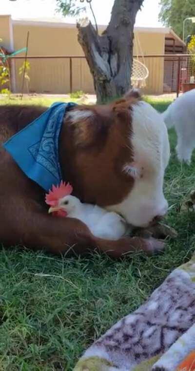 Just two sentient beings chilling