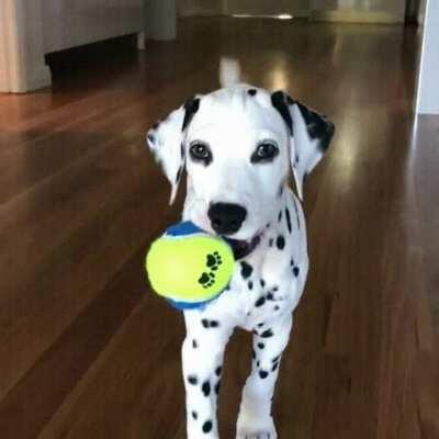 Hitdog carefully takes out target