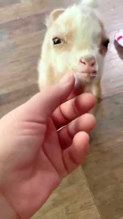 Baby goat has curly ears