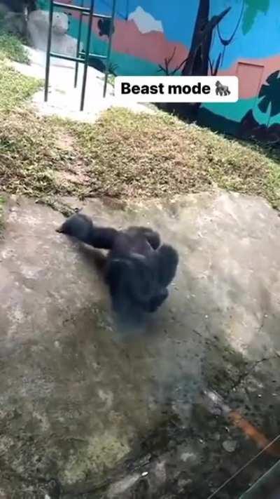 Gorilla using Gorilla Mode or something idk......