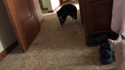 Sneaky surprise kitten