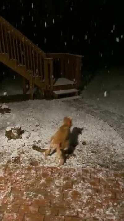 My little man trying to eat the flakes and zooming during his first snowfall.