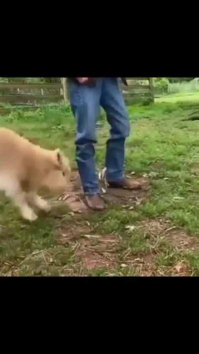 Want to 💖play with this 🐮cutie?